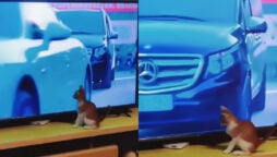 Video of kitten playing with cars goes viral; Watch