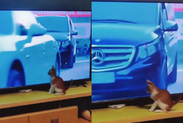 Video of kitten playing with cars goes viral; Watch
