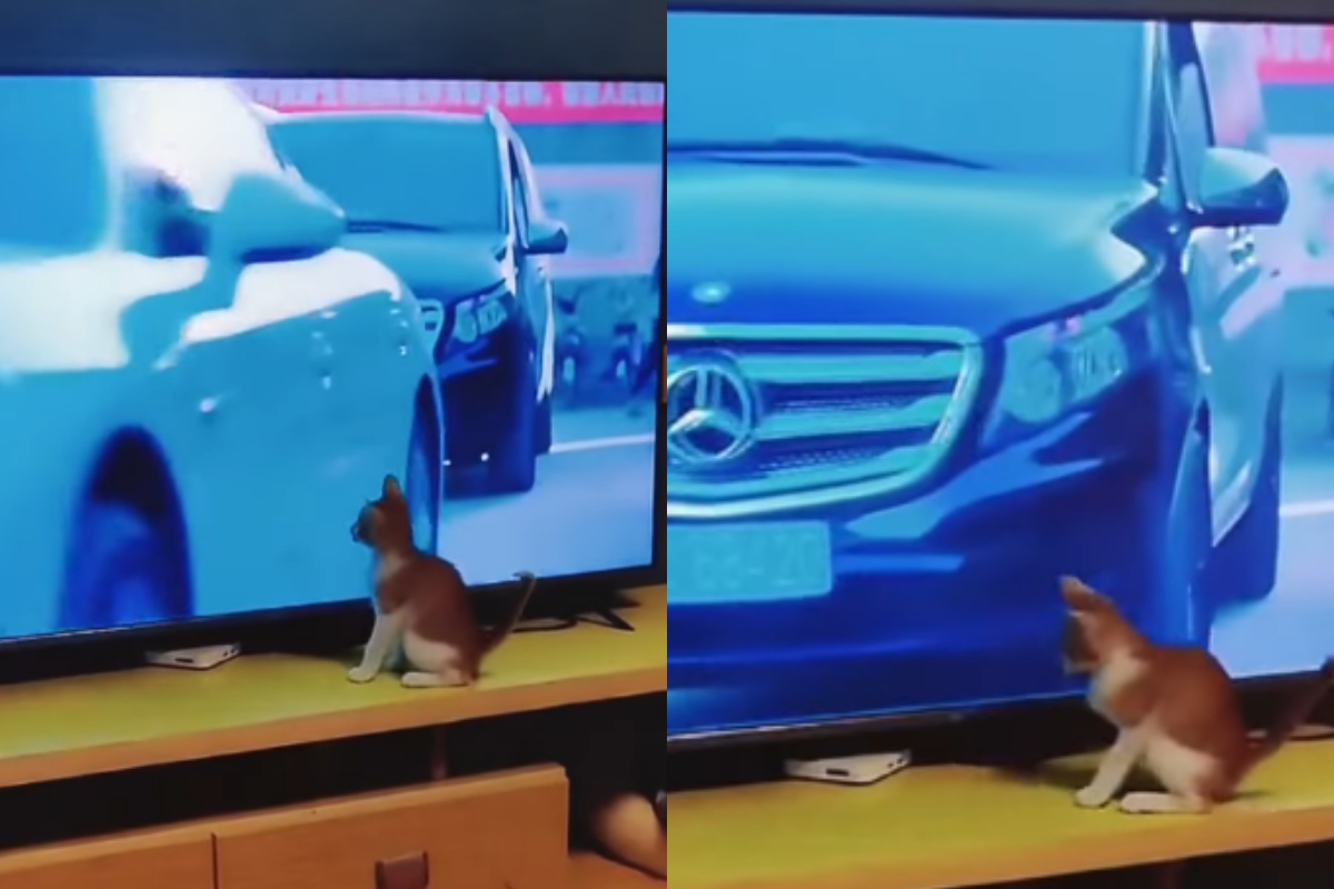 kitten playing with cars