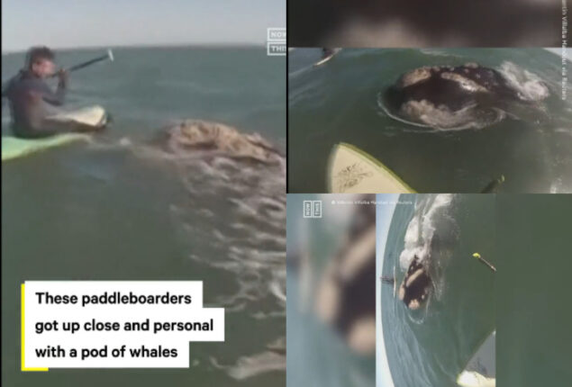 Two paddle boarders were approached by pod of whales; Watch viral