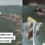 Two paddle boarders were approached by pod of whales; Watch viral