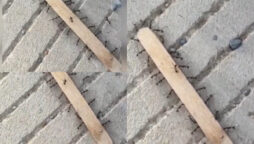 Ant strength of solidarity