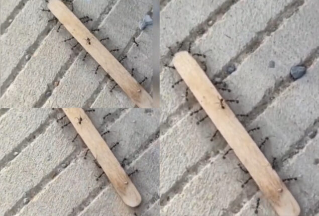 Ant video shows strength of solidarity; Big lessons for many