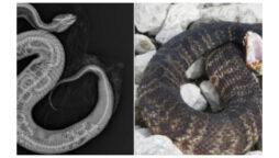 Cottonmouth ate python with tracking device implanted at Zoo Miami
