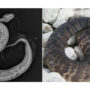 Cottonmouth ate python with tracking device implanted at Zoo Miami