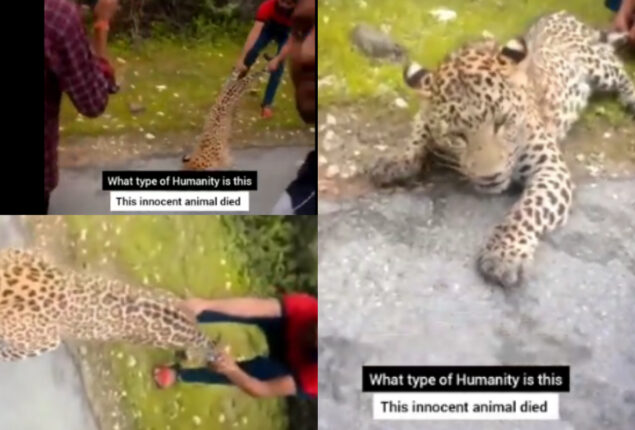 video of man pulling leopard by its tail has gone viral| Watch