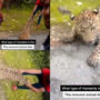 video of man pulling leopard by its tail has gone viral| Watch