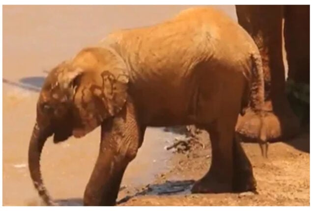 Baby Elephant Tries to Drink with Its Trunk