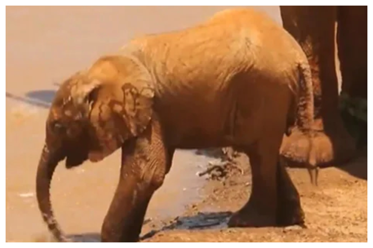 Baby Elephant