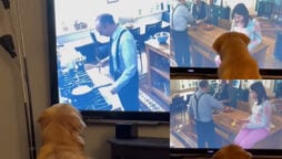Golden Retriever dog watching TV