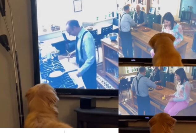 Golden Retriever dog watching TV