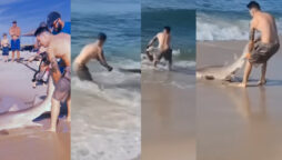 wrestles with shark