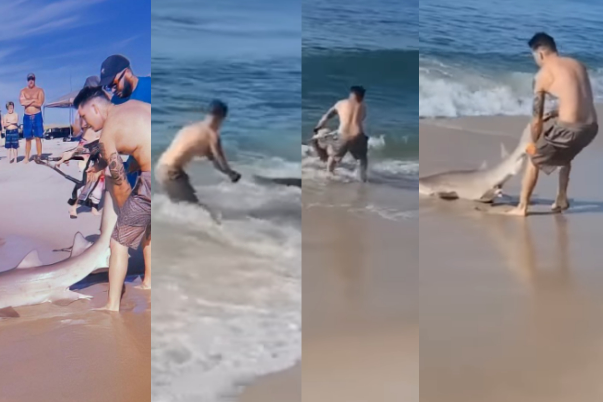 wrestles with shark