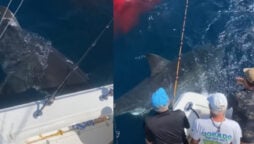 Great white shark eating sea lion goes viral; Watch
