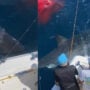 Great white shark eating sea lion goes viral; Watch