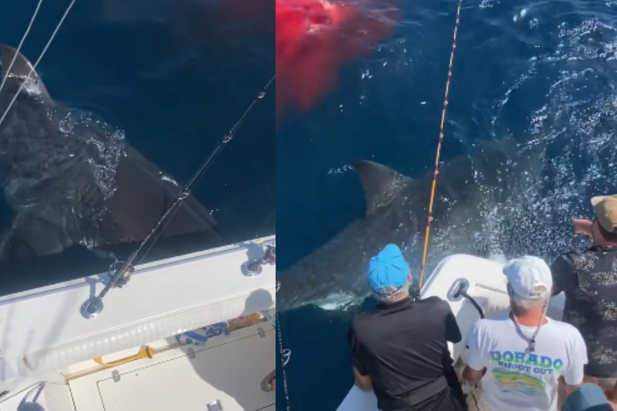 shark eating sea lion