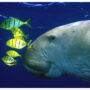 China extinct mermaid-inspired mammal