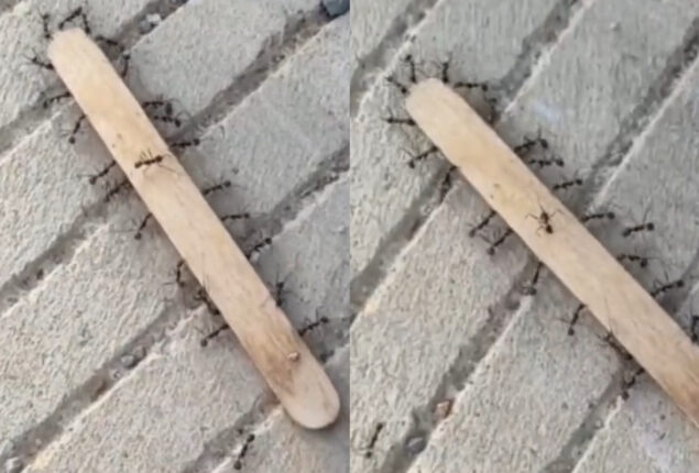 Viral Video: Ants shows the strength of unity