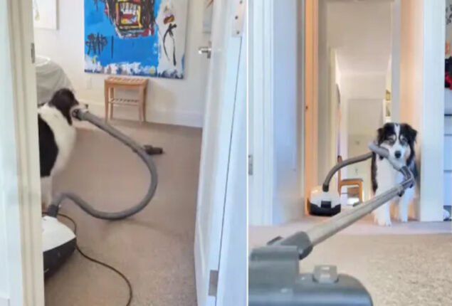 Video: Dog who died of cancer uses vacuum to clean up floor