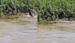 Viral Video: Black jaguar attacks crocodile as it emerges from river 