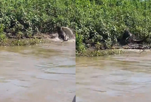 Viral Video: Black jaguar attacks crocodile as it emerges from river 