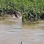 Viral Video: Black jaguar attacks crocodile as it emerges from river 