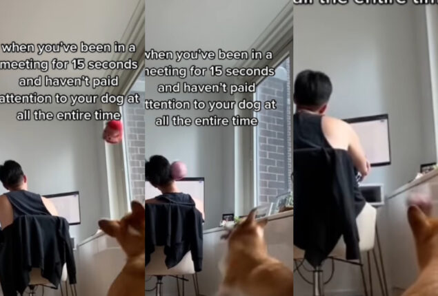 Watch: Corgi dog does to get his owner’s attention