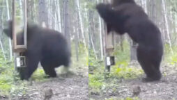 Viral Video: Bear sees itself in mirror makes netizens ROFl