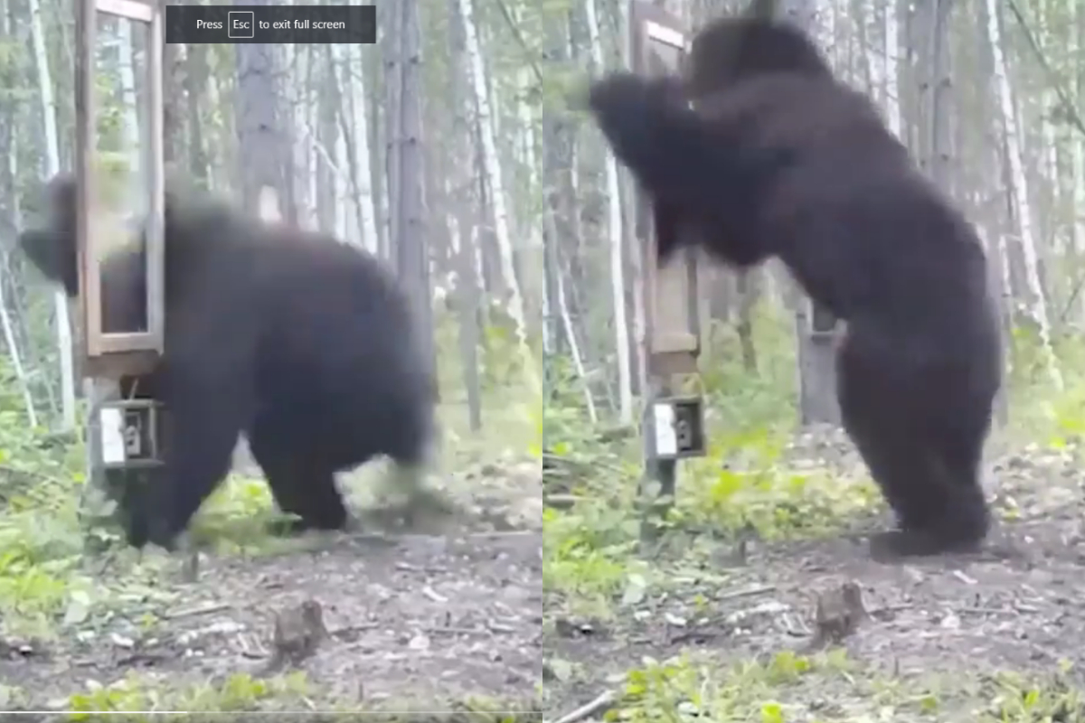 Bear