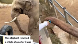 Elephant brings back a kid’s shoe that fell into its cage