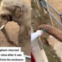 Elephant brings back a kid’s shoe that fell into its cage
