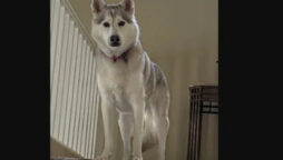 Man “talked” to his dog about his girlfriend; Read viral