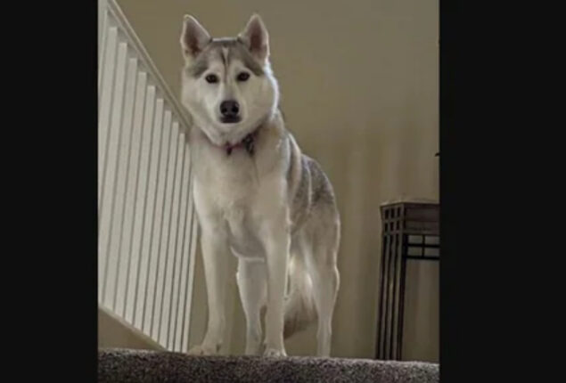 Man “talked” to his dog about his girlfriend; Read viral