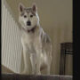 Man “talked” to his dog about his girlfriend; Read viral