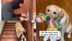 What dog would do if it saw thief; Watch the reaction