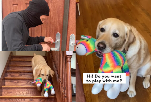 dog saw thief