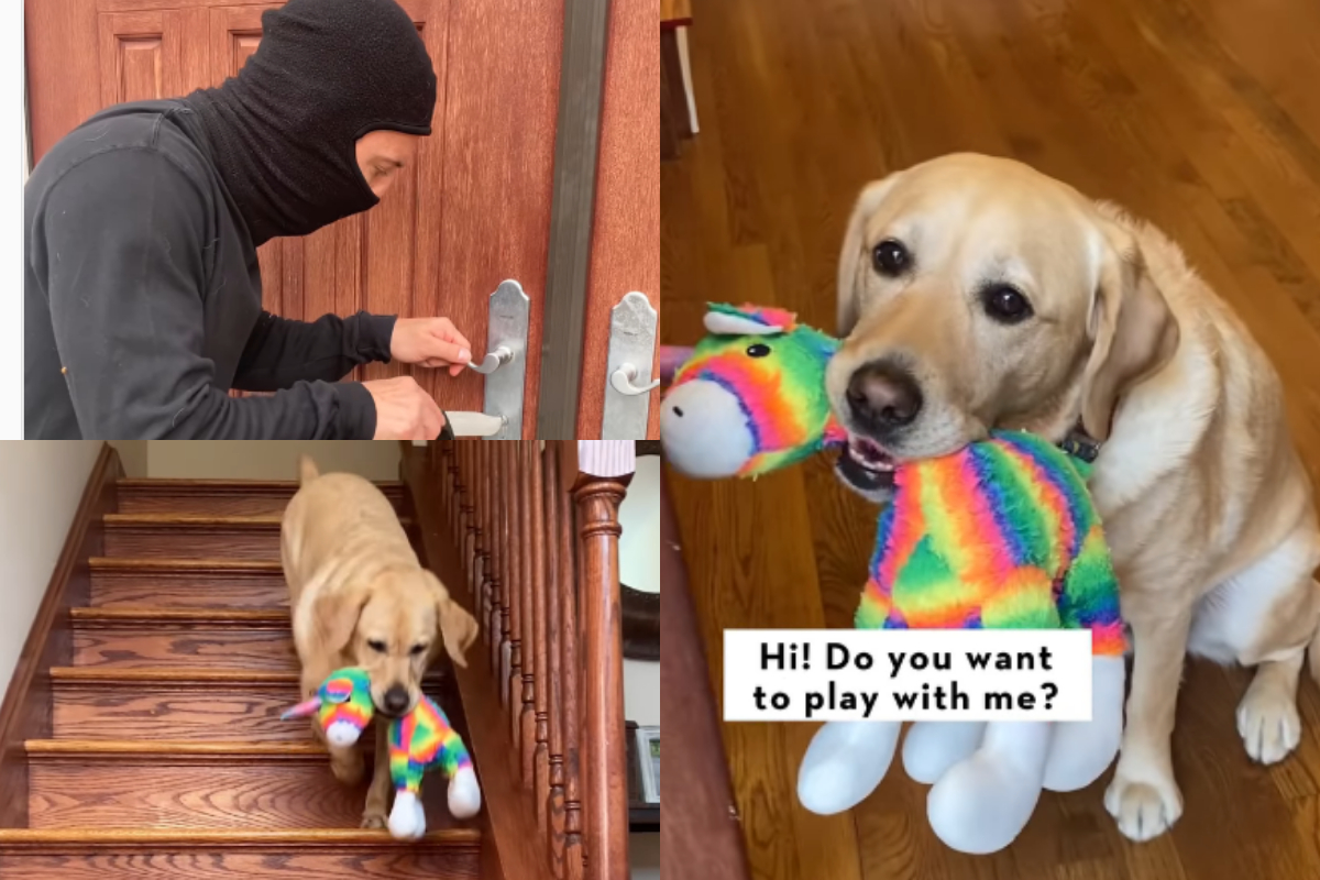 dog saw thief
