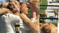 Lions running straight toward godmother to hug; Watch viral