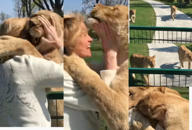 Lions hug