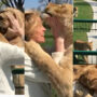 Lions running straight toward godmother to hug; Watch viral
