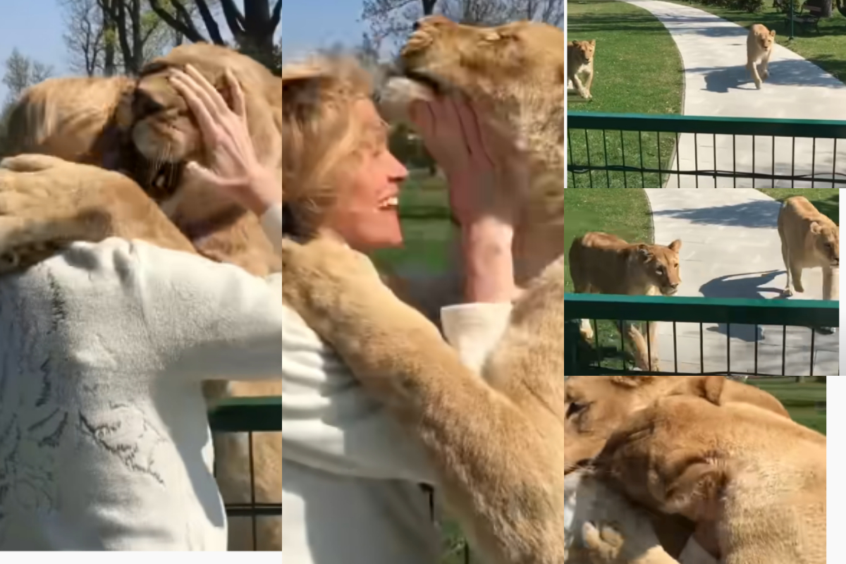 Lions hug
