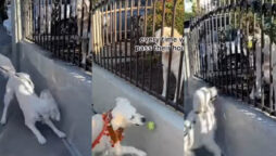 Golden Retriever brings a ball for dog friends| Watch viral