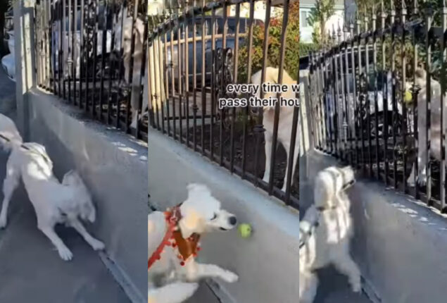 Golden Retriever brings a ball for dog friends| Watch viral