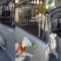 Golden Retriever brings a ball for dog friends| Watch viral
