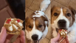 Pet dad trick gets c to take medicine without problem; Watch