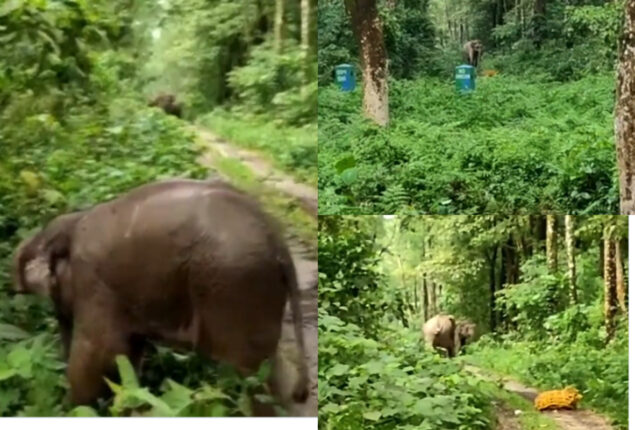 Elephant calf reunited with herd; Watch viral