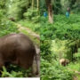 Elephant calf reunited with herd; Watch viral