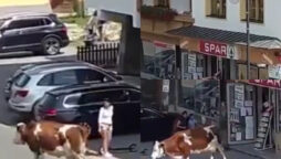 cow walking out of grocery store in Austria went viral; watch