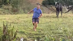 Viral Video: Man falls into pond while fleeing charging cattle