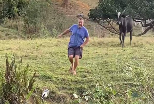 Viral Video: Man falls into pond while fleeing charging cattle